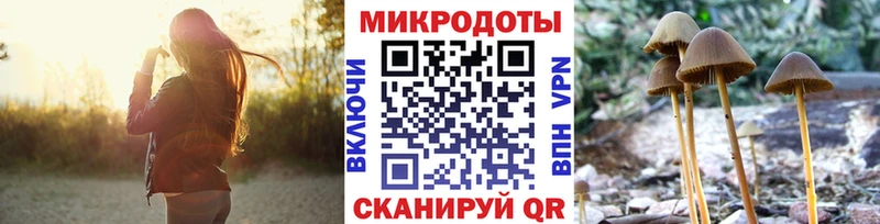закладка  Северск  Галлюциногенные грибы Psilocybine cubensis 